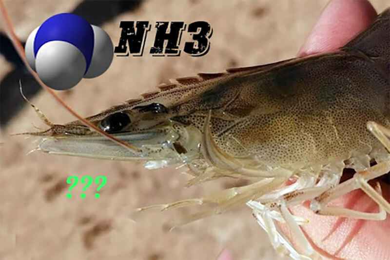 Tác hại của khí NH3 trong ao nuôi tôm